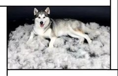 毛質(zhì)差、過(guò)度脫毛？華興重磅推出犬美毛處方糧