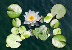 夏至丨夏花燦爛，愛至美好